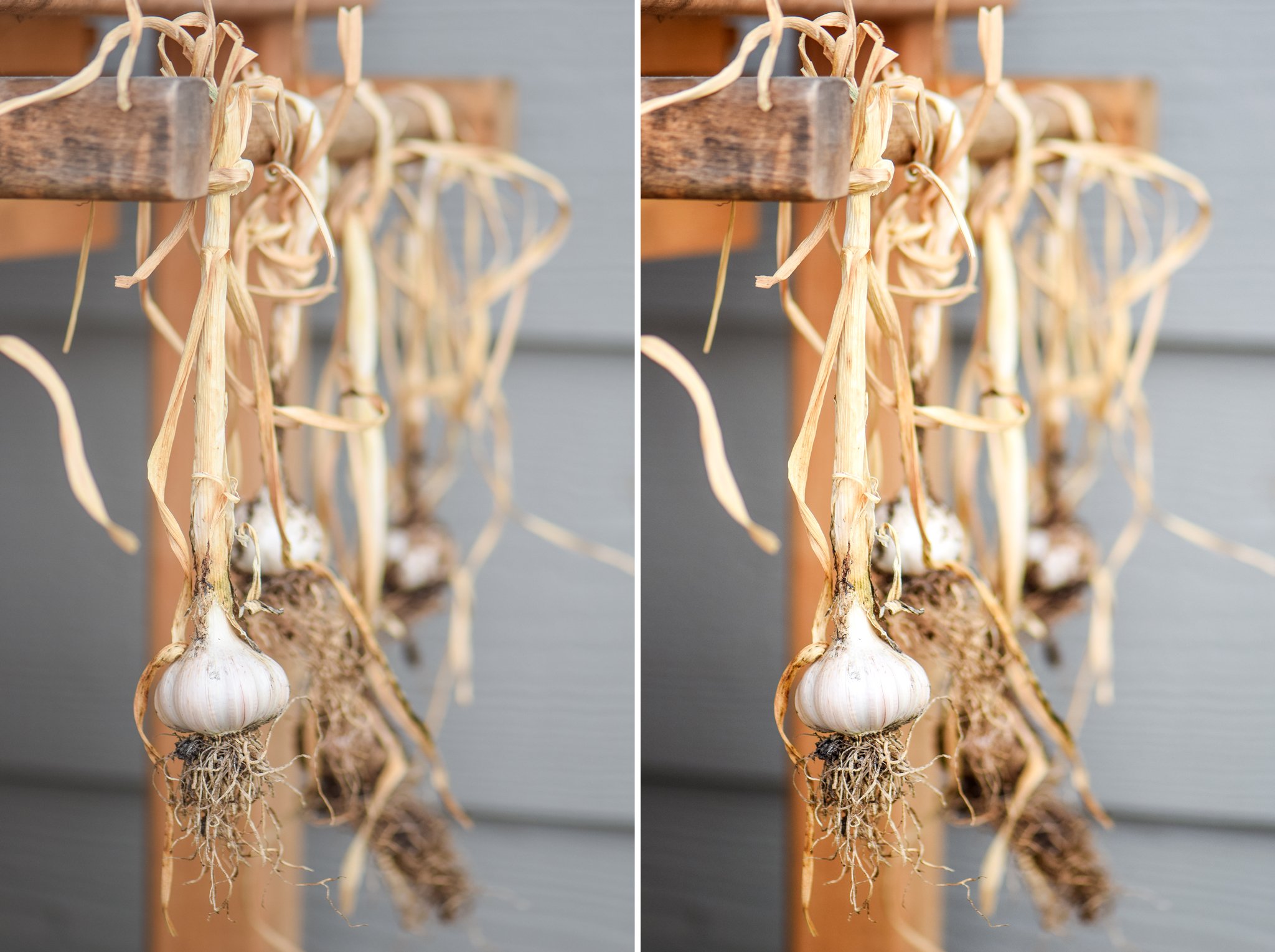 The same picture of garlic twice; the left is a basic edited version; the right has a couple extra Photoshop edits.
